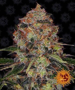 SHISKABERRY BARNEYS FARM SEMI CANNABIS FEMMINIZZATI