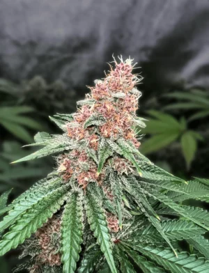 ULTRABLAST STICKY LAB SEMI CANNABIS FEMMINIZZATI (CBD SEEDS)