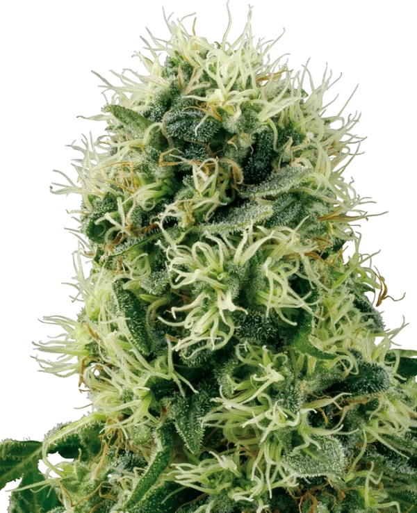 PURE POWER PLANT WHITE LABEL (SENSI SEEDS) SEMI CANNABIS FEMMINIZZATI