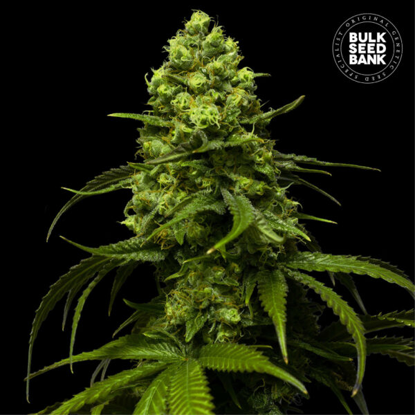 STRAWBERRY FERRY BULK SEED BANK SEMI CANNABIS FEMMINIZZATI