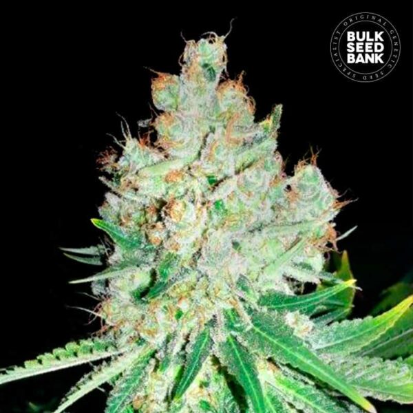 CHEESE BULK SEED BANK SEMI CANNABIS FEMMINIZZATI