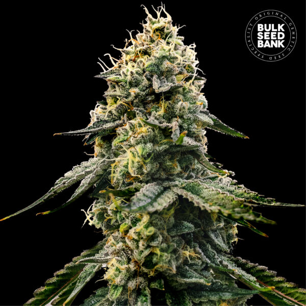 RUNTZ GLUNTZ BULK SEED BANK SEMI CANNABIS FEMMINIZZATI