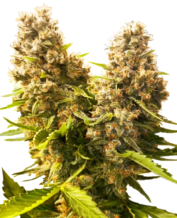 BANANA KUSH CAKE SENSI SEEDS SEMI CANNABIS AUTOFIORENTI