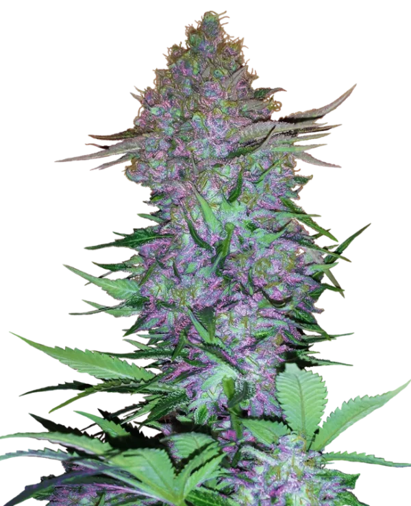 PURPLE SKUNK SENSI SEEDS SEMI CANNABIS AUTOFIORENTI