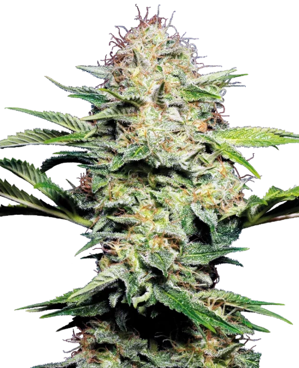 SENSI SKUNK SENSI SEEDS SEMI CANNABIS AUTOFIORENTI