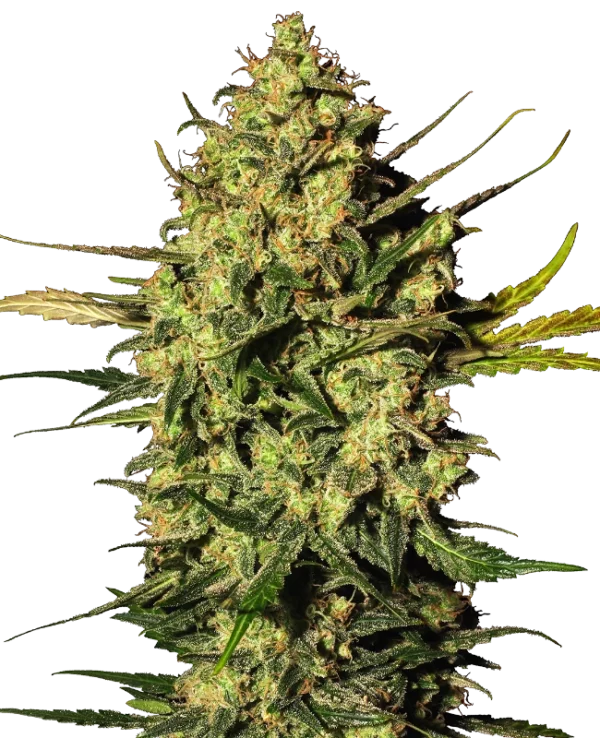 MASTER KUSH WHITE LABEL (SENSI SEEDS) SEMI CANNABIS AUTOFIORENTI