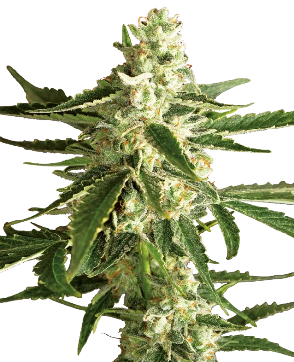 WHITE DIESEL HAZE WHITE LABEL (SENSI SEEDS) SEMI CANNABIS AUTOFIORENTI