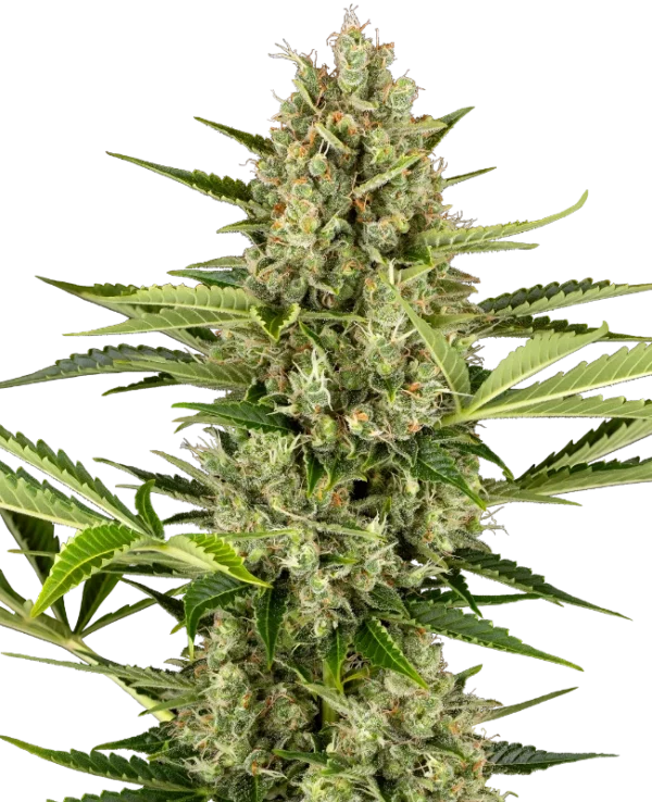 JACK HERER SENSI SEEDS SEMI CANNABIS AUTOFIORENTI