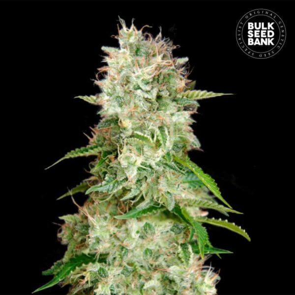 CHEESE BULK SEED BANK SEMI CANNABIS AUTOFIORENTI