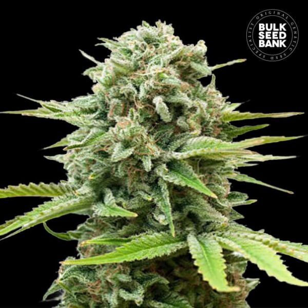 GUERILLA GLUE BULK SEED BANK SEMI CANNABIS AUTOFIORENTI