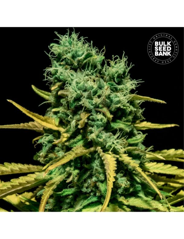 HELL BELLS OG BULK SEED BANK SEMI CANNABIS AUTOFIORENTI